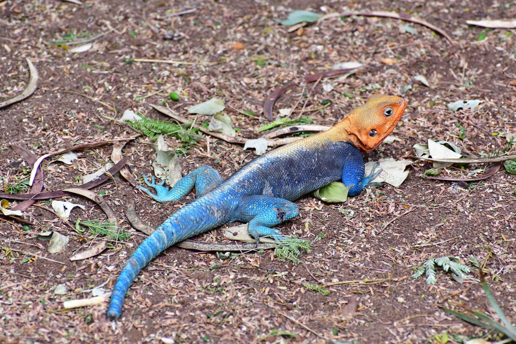 Tsavo East National Park